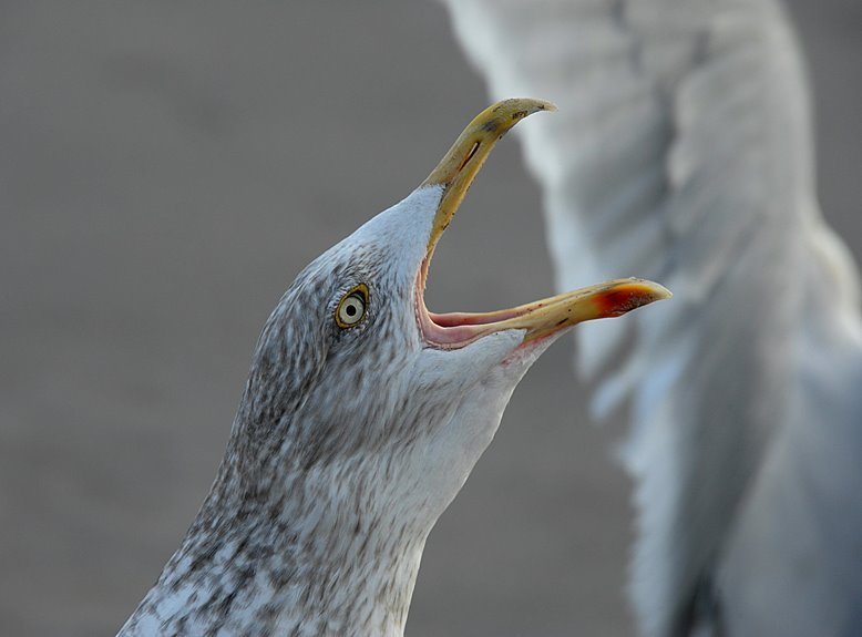 call behavior regional analysis