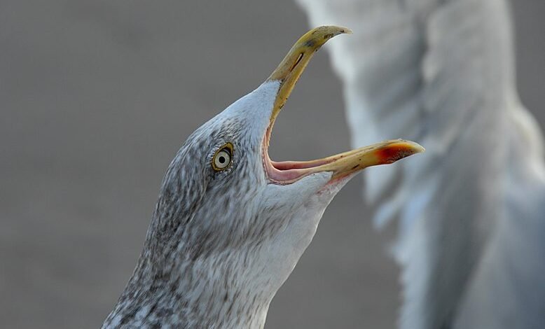 call behavior regional differences