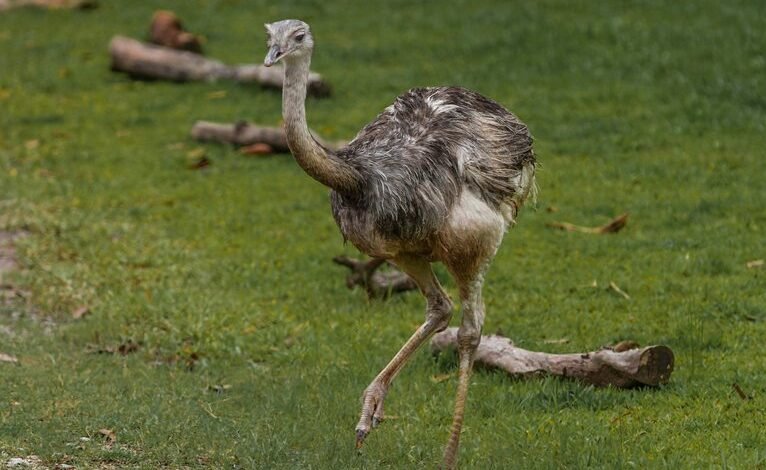 regional call behavior trends