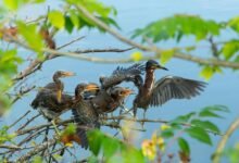 regional call frequency analysis