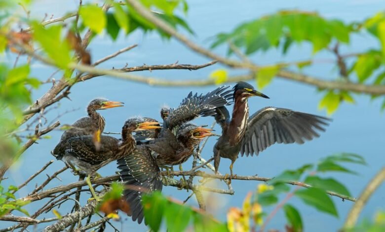 regional call frequency analysis