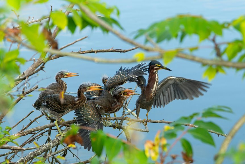 regional mobile call variations