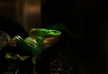 telecom number threat mitigation